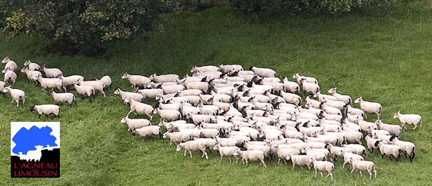 http://valkviande.nl/uploads/images/Header/foto-header-agneau3.jpg