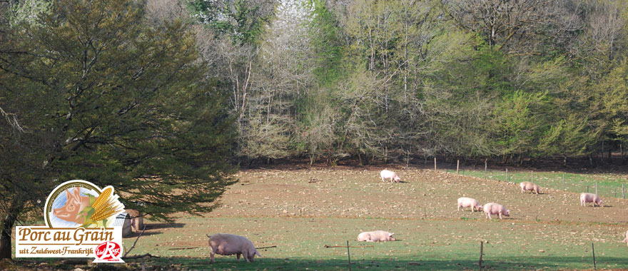 http://valkviande.nl/uploads/images/Header/foto-header-varken-2.jpg