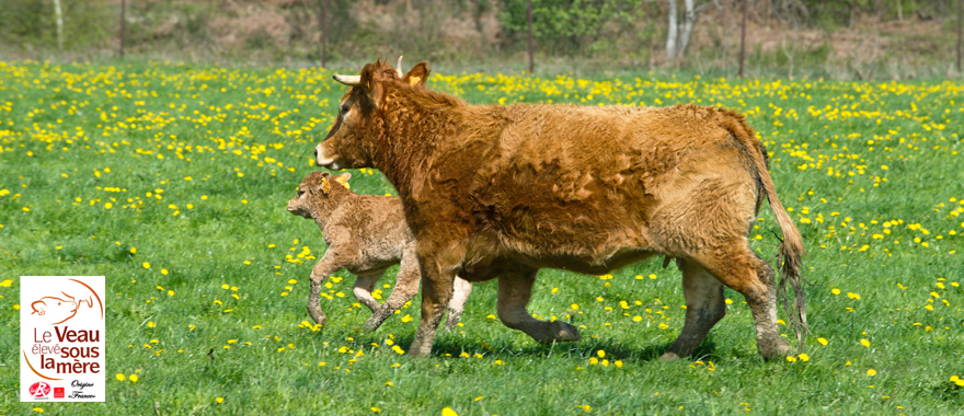 http://valkviande.nl/uploads/images/Header/veau-sou-la-mere-03.jpg